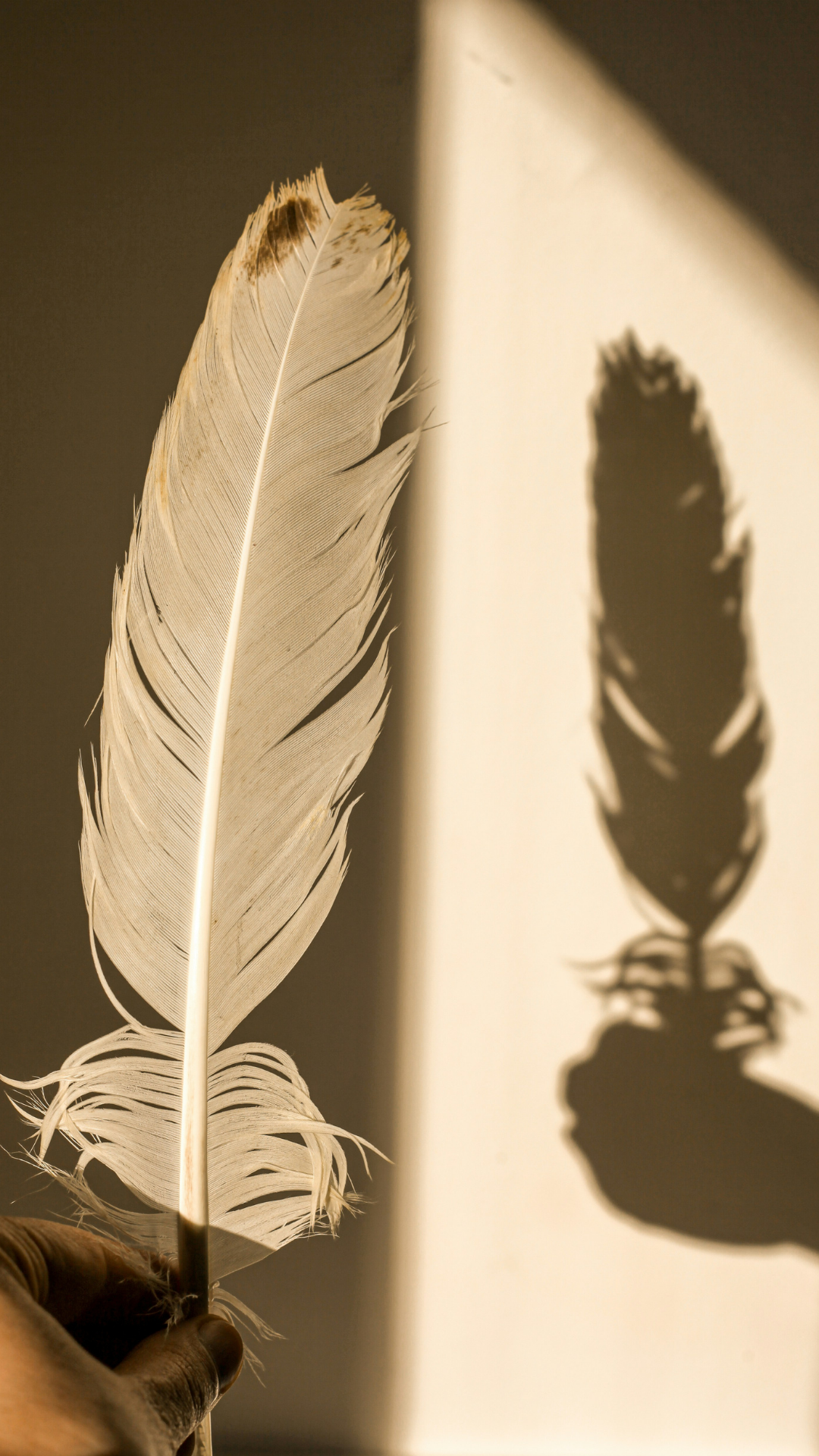 Feather in Shadow