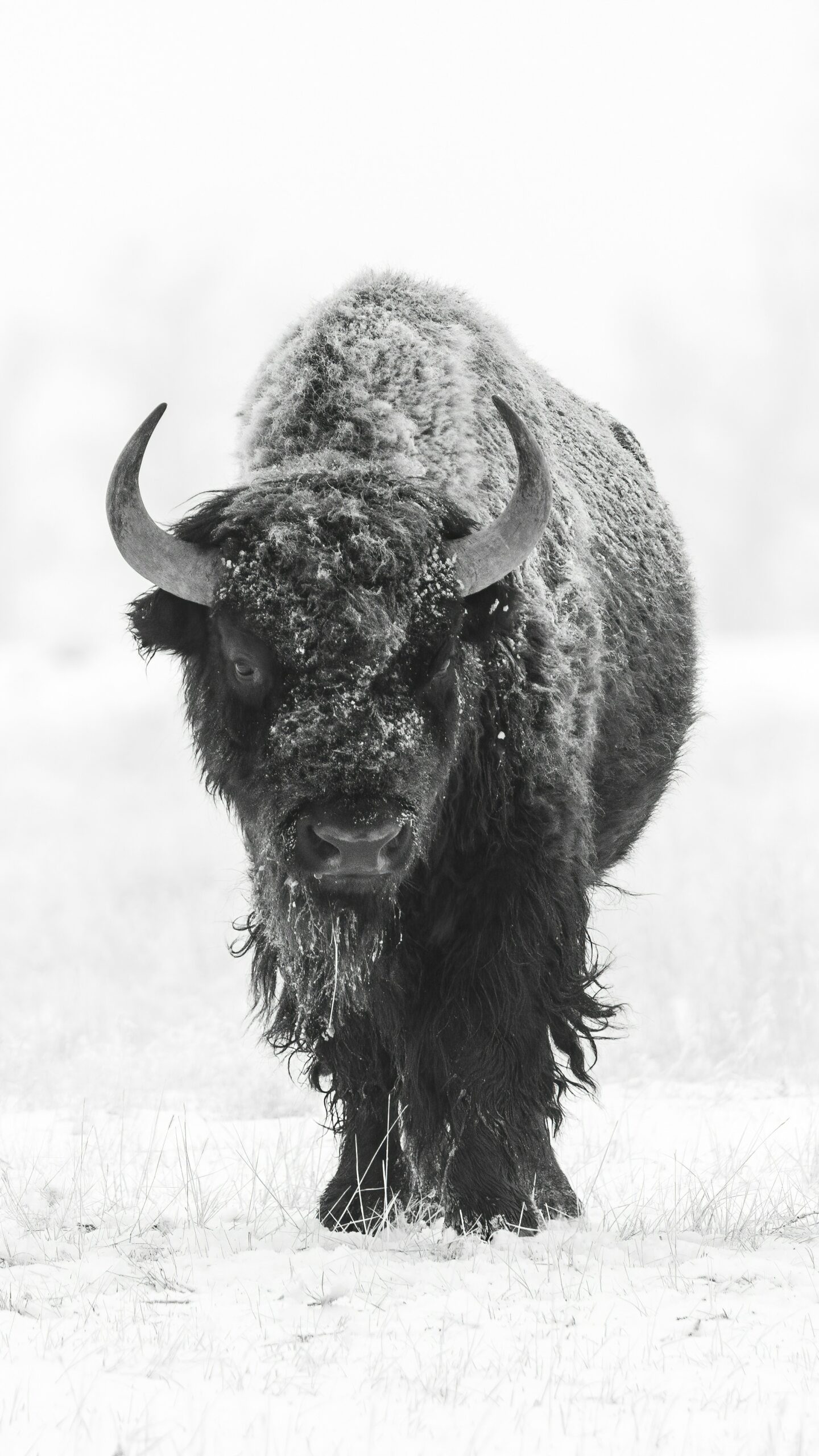Sacred Buffalo in Snow